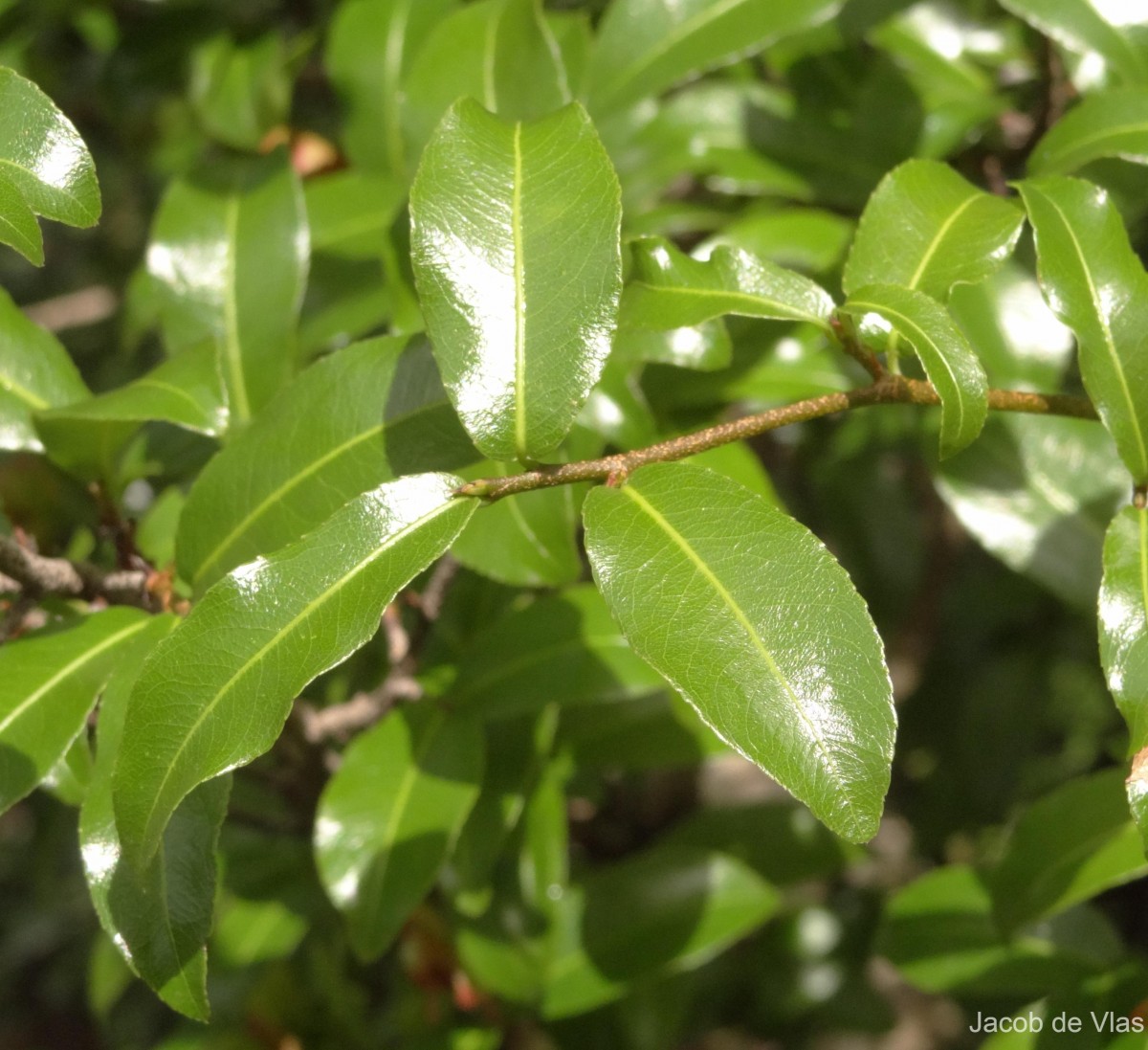 Ochna lanceolata Spreng.